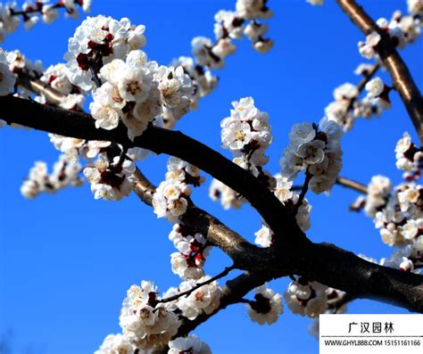 杏花樹|杏花的花語和寓意，可以瞭解一下！